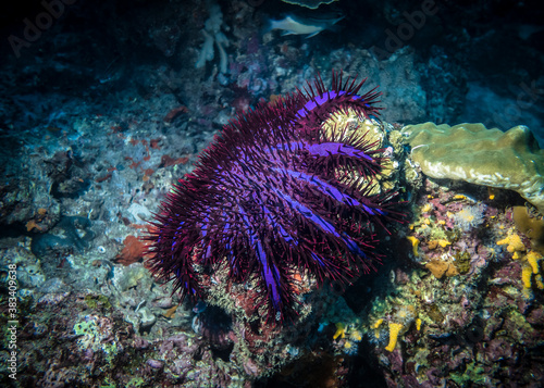 Crown of Thorns Starfish in the Indian ocean in Thailand