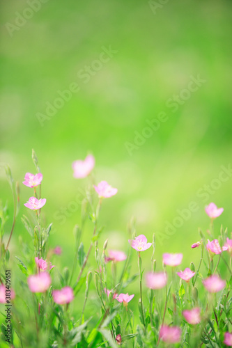 ピンクの花 © Paylessimages