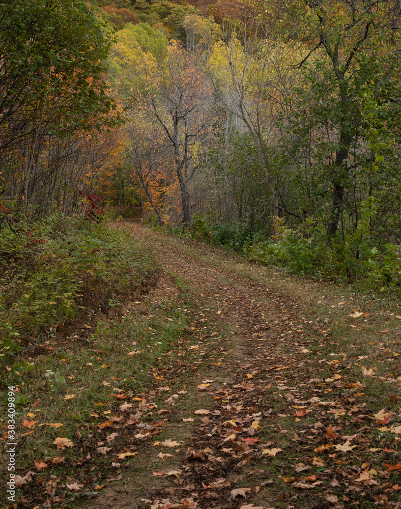 Maple leaves covering a footpath through a colorful forest in autumn in Arrowhead PArk in Ontario Maple leaves covering a footpath through a colorful forest in autumn in Arrowhead PArk in Ontario