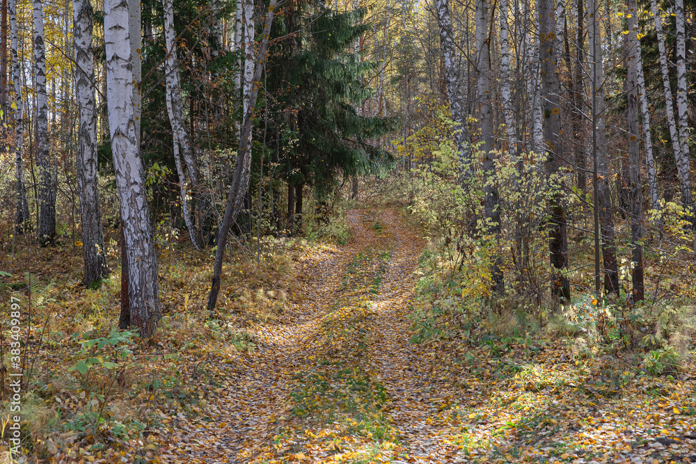 Obraz premium Trail in the autumn forest , covered with colorful fallen leaves
