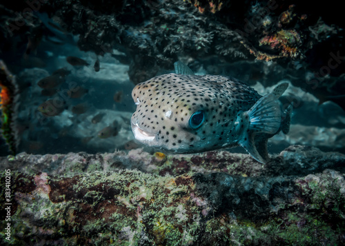 Burrfish at the bottom of the Indian ocean
