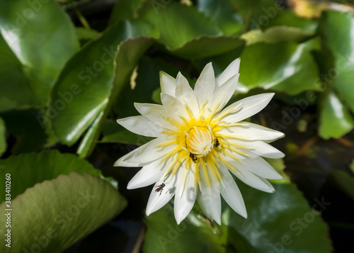 White water lily in Thailand