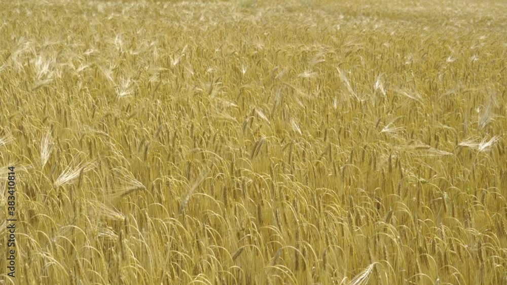 32457_The_grains_and_rice_plants_on_the_rice_field.mov 32457_The_grains_and_rice_plants_on_the_rice_field.mov