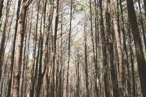 Autumn Fall landscape of pine forest in hutan pinus mangunan, yogyakarta, indonesia.
