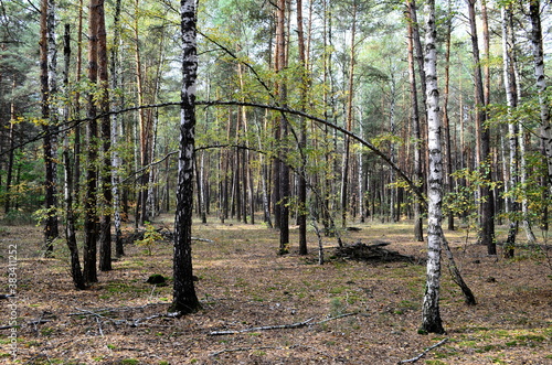 autumn forest landscape