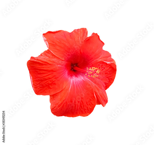 Red chaba colorful tropical flowers blooming isolated on white background , clipping path