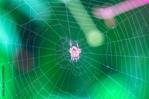 Small tropical spider hanging on spider web in green garden background