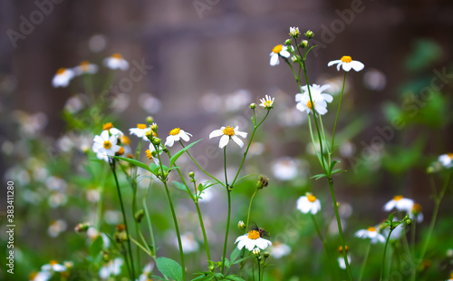 Fototapeta Naklejka Na Ścianę i Meble -  Bidens pilosa flower field or white spanish needle macro blooming in garden nature outdoor background