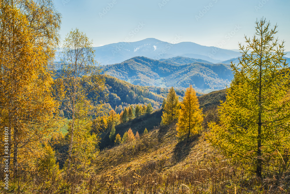 Autumn view. Yellow trees on the hillside, tops in a blue haze.