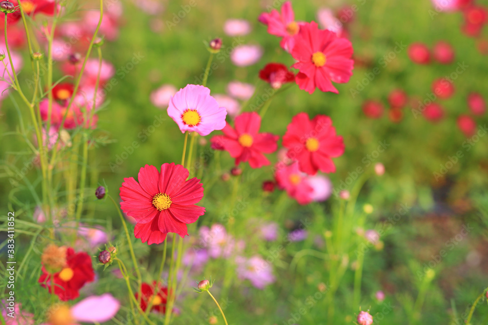 Beautiful cosmos flower blooming in the summer garden field in nature. Beautiful cosmos flower blooming in the summer garden field in nature.