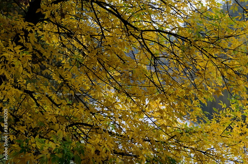 
bright colors of autumn