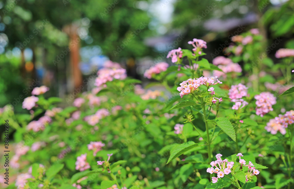 Blooming Lantana Camara. Beautiful of small flowers in the garden. Blooming Lantana Camara. Beautiful of small flowers in the garden.