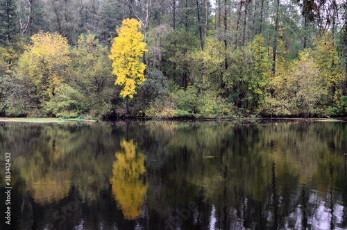 autumn trees reflected in water