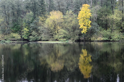 autumn trees reflected in water