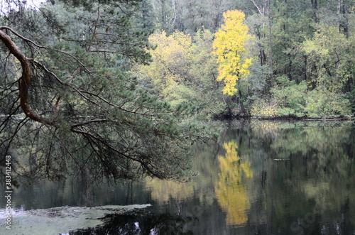 autumn trees reflected in water