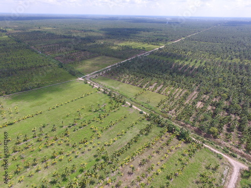 oil palm plantation areas in Indonesia