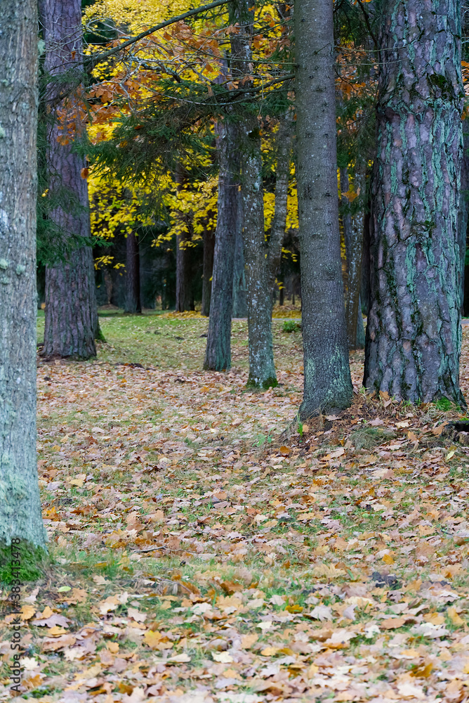 Panorama of a mixed forest at autumn sunny day Panorama of a mixed forest at autumn sunny day