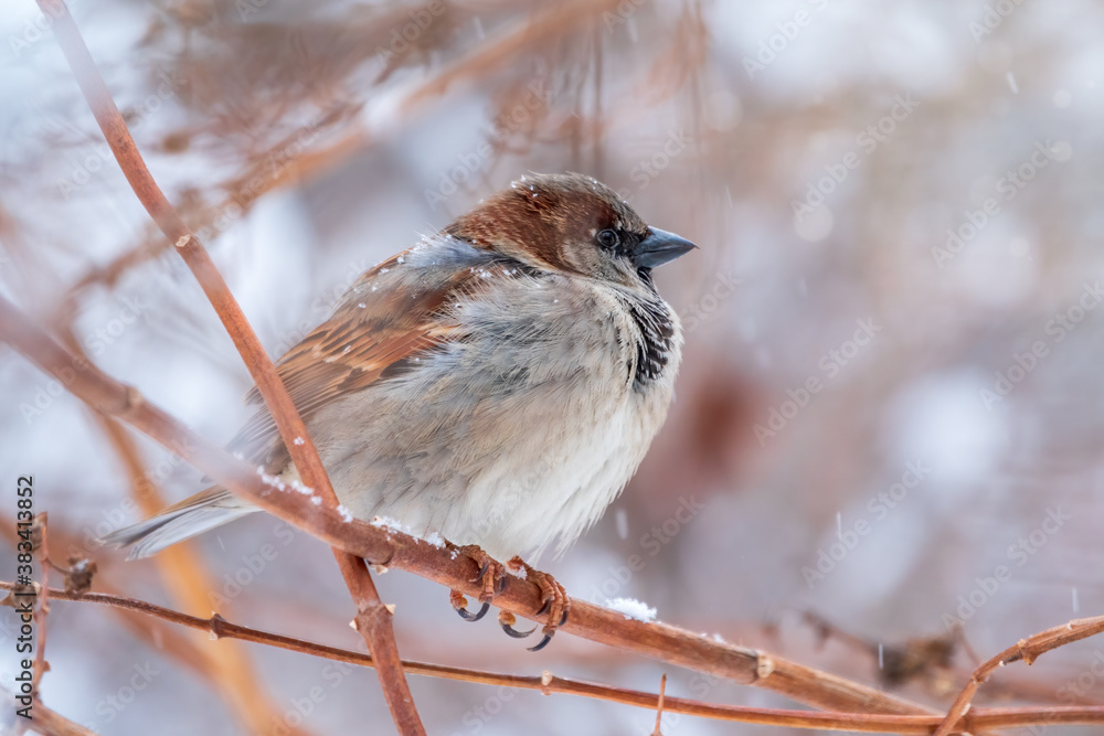 Sparrow sits on a branch without leaves. Sparrow sits on a branch without leaves.