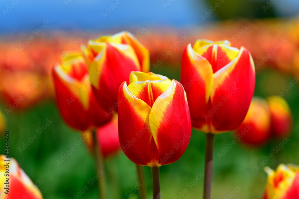 Beautiful Tulips in Skagit Valley, Washington-USA Beautiful Tulips in Skagit Valley, Washington-USA