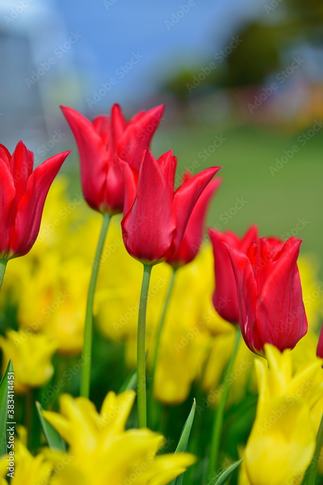 Beautiful Tulips in Skagit Valley, Washington-USA Beautiful Tulips in Skagit Valley, Washington-USA