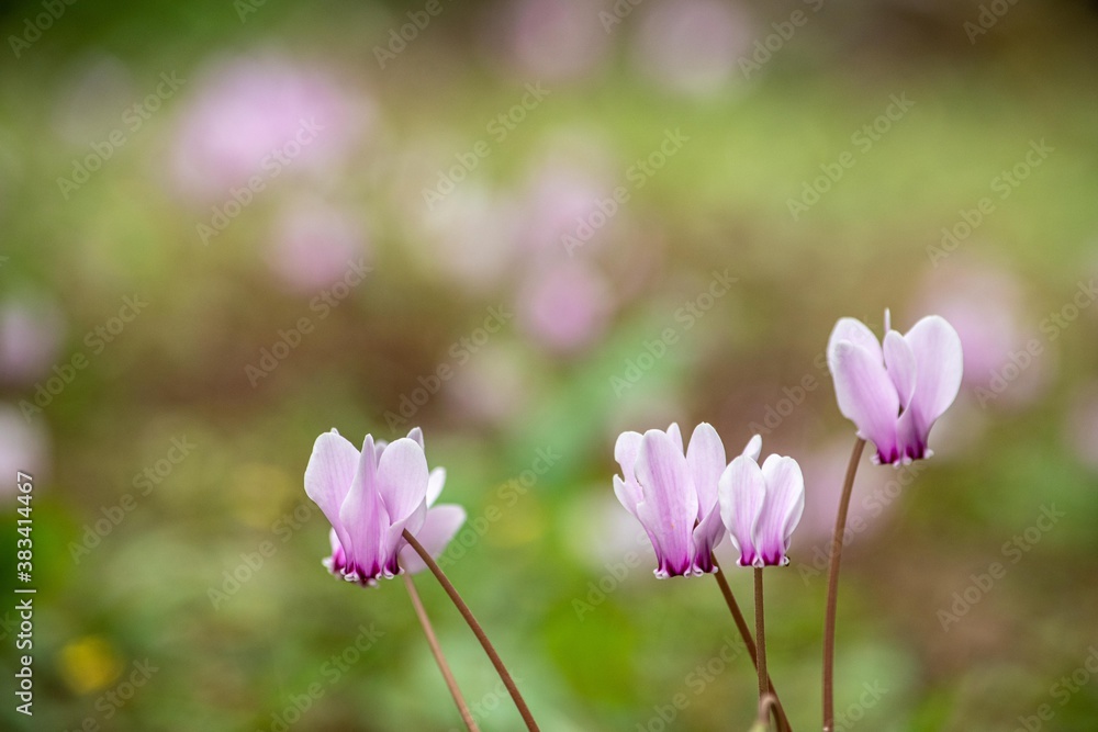 Fototapeta premium この花はとても珍しいシクラメンの原種です