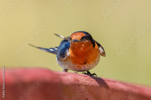 Welcome Swallow in New Zealand