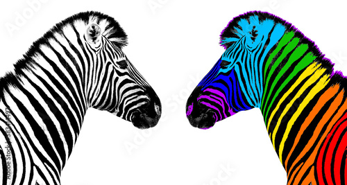 Usual   rainbow color zebra white background isolated  individuality concept  stand out from crowd  uniqueness symbol  independence  dissent  think different  creative idea  diversity  outstand  rebel