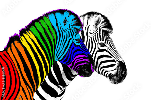 Usual & rainbow color zebra white background isolated, individuality concept, stand out from crowd, uniqueness symbol, independence, dissent, think different, creative idea, diversity, outstand, rebel photo