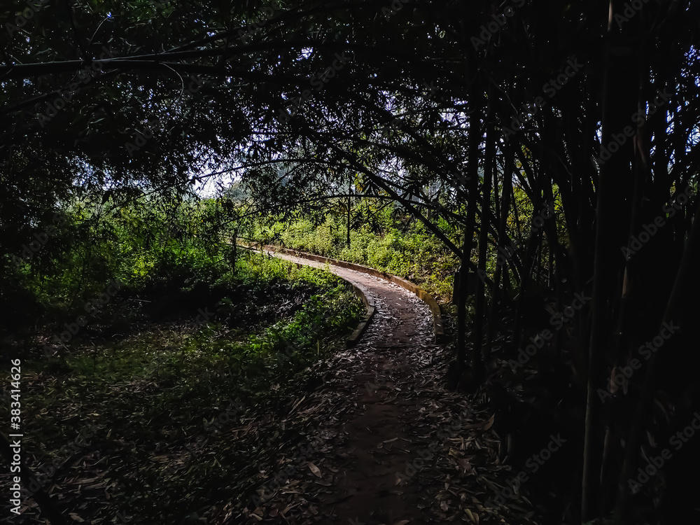 Fototapeta premium A narrow soil road goes through the bamboo forest.