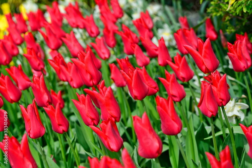 Beautiful Tulips in Skagit Valley  Washington-USA