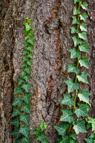 Invasive English Ivy growing up the trunk of an evergreen tree 