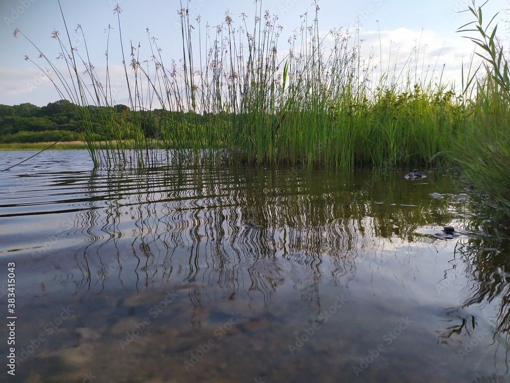grass and water grass and water