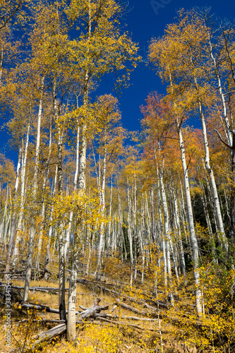 Aspen, trees, Fall, Autumn, Yellow, bright, Santa Fe, New Mexico, Bark, blue sky, white trunk, sunshine, ski area, red fence, pines, colors © Kathryn