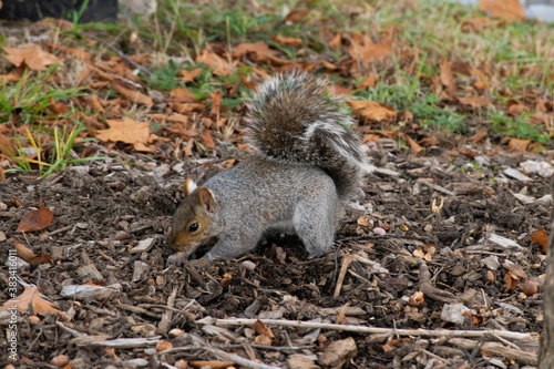squirrel