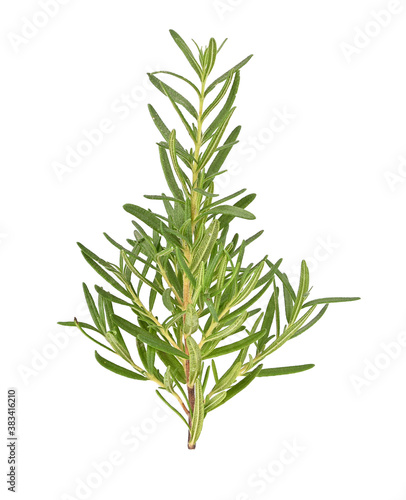 Rosemary isolated on white background