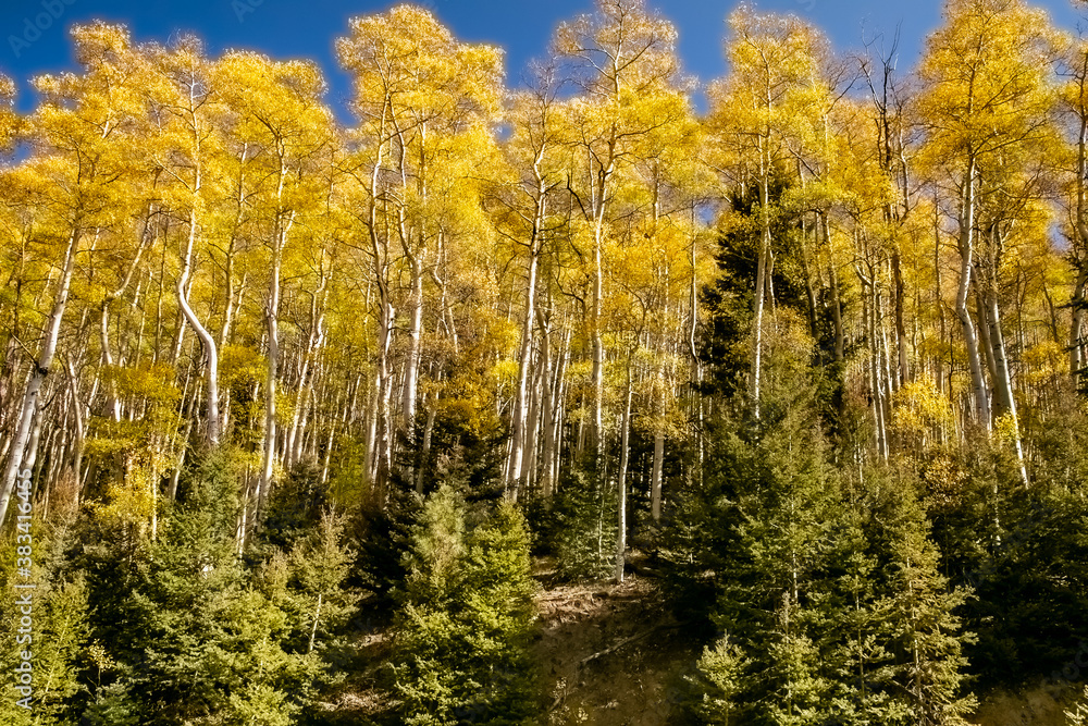 Aspen trees in forest, New Mexico Aspen trees in forest, New Mexico