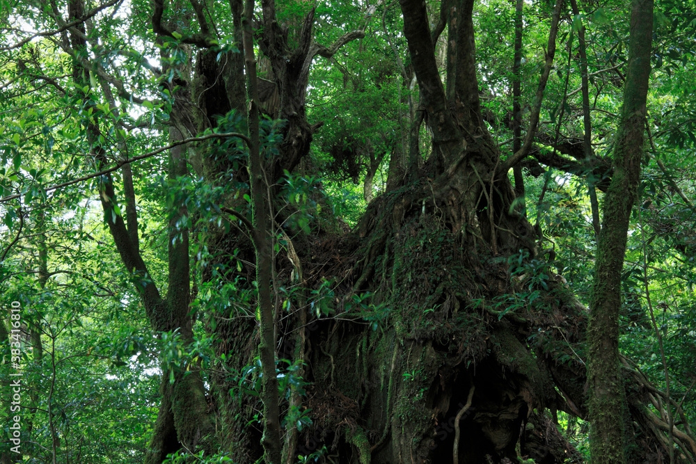 Obraz premium 原生林