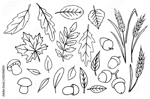 Set of vector black Hand drawn outlines of various leaves, mushrooms, acorns, ears of wheat in the Doodle style isolated on white background. Theme is forest, happy fall, thanksgiving, harvest