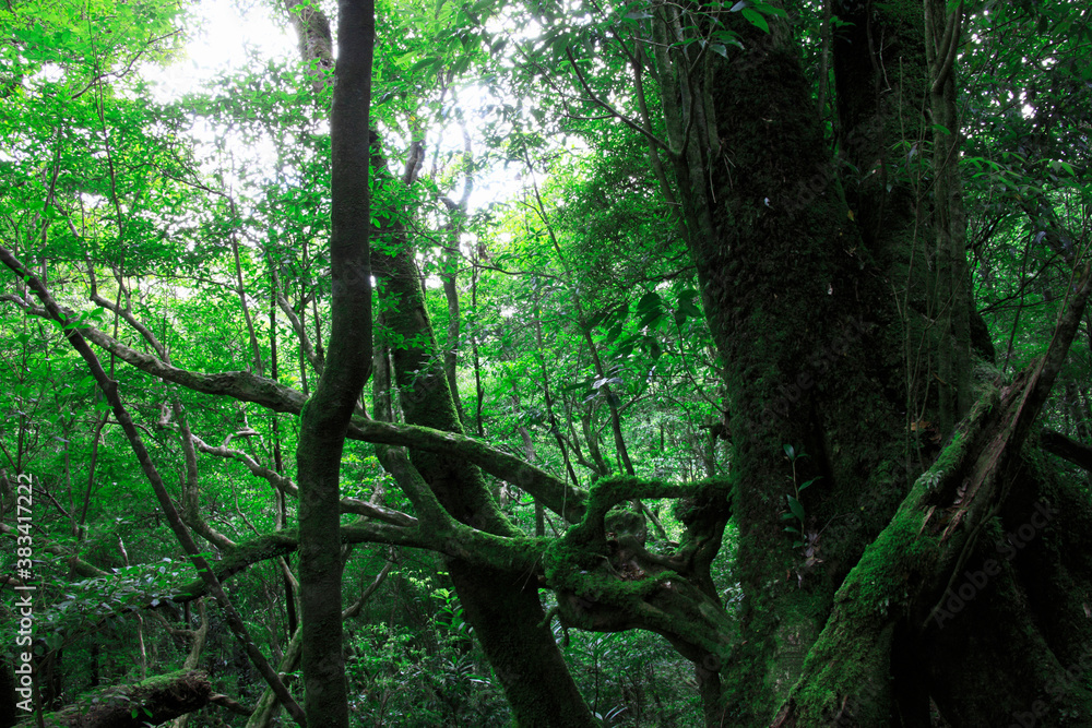 Obraz premium 森林