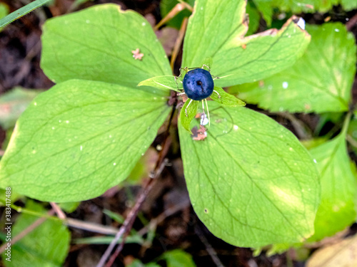 poisonous plant with the Latin name Paris quadrifolia grows in forests, a rare plant, southern Urals photo