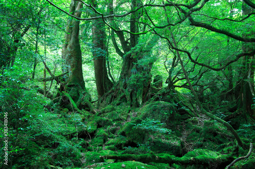 もののけ姫の森