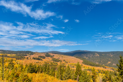 Autumn day landscape of hills with yellow grass and green fir trees