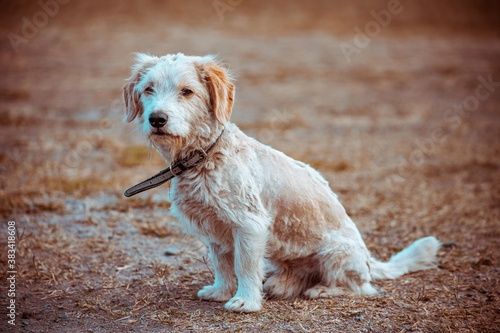 A White Puppy smiling looking happy walking across a field out of focus railings in the background. Cute white fluffy dog with long fur in the park, countryside, meadow or field. beautiful eye