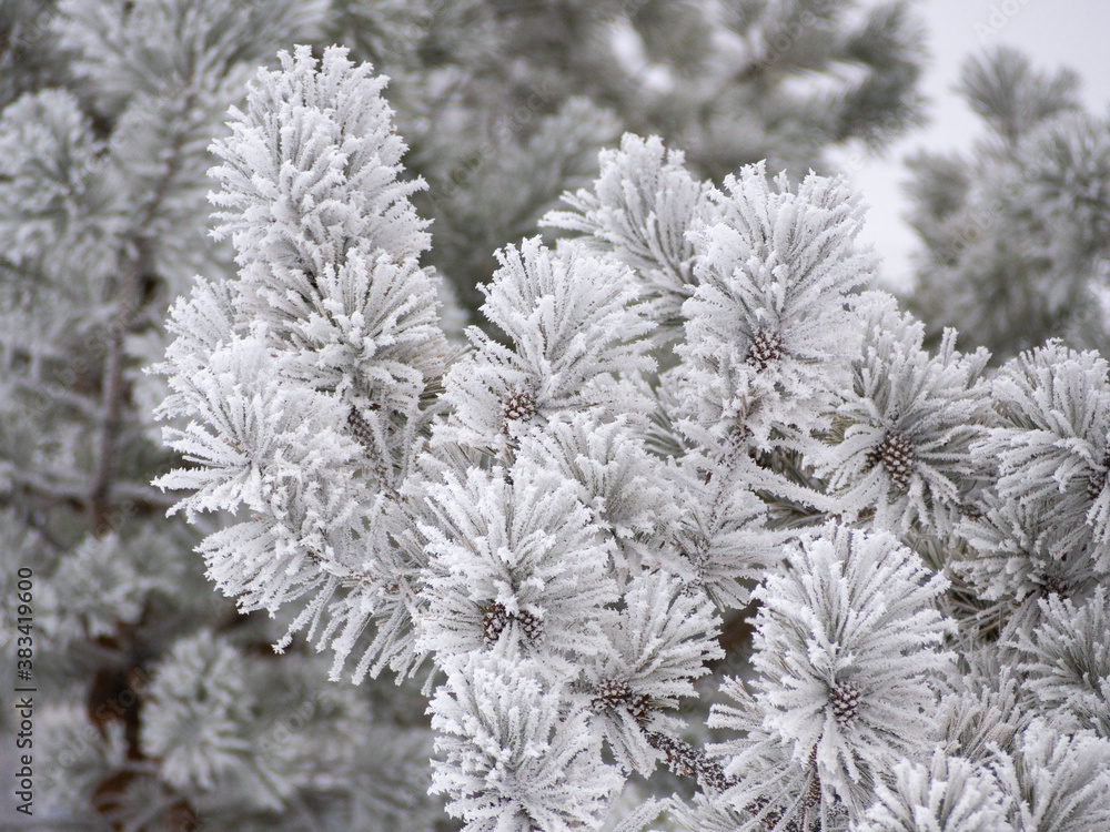 Pine branches in frosty hoarfrost. Pine needles in snow and hoarfrost, cones in hoarfrost along with pine branches. Pine branches in frosty hoarfrost. Pine needles in snow and hoarfrost, cones in hoarfrost along with pine branches.