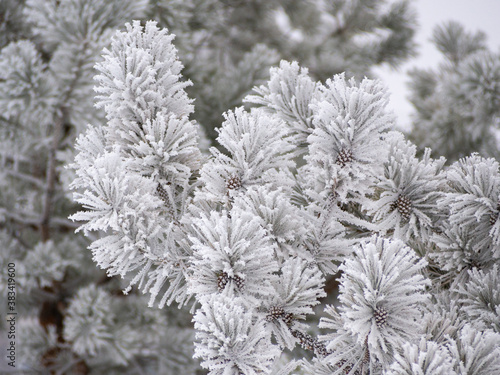 Pine branches in frosty hoarfrost. Pine needles in snow and hoarfrost, cones in hoarfrost along with pine branches. © Polina Mashkova