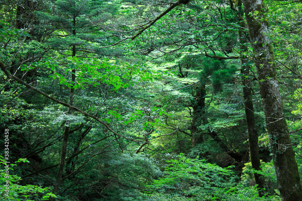 Fototapeta premium 原生林