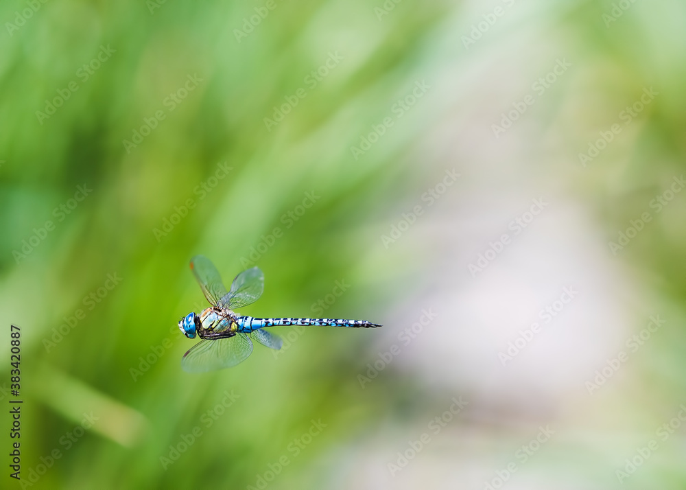 Blue dragonfly with beautiful transparent wings on a clear green background Blue dragonfly with beautiful transparent wings on a clear green background