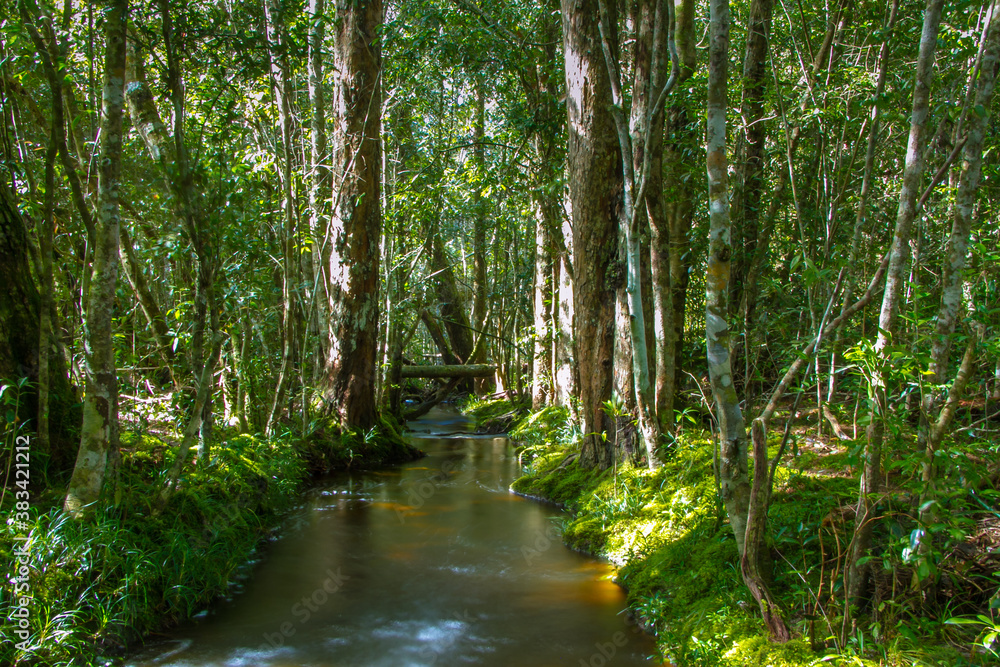 river in the forest river in the forest