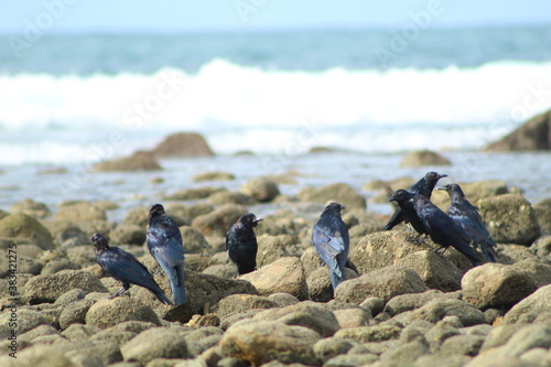 THE BLACK BIRDS IN THE BEACH ON THE ROCKS