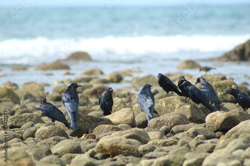 THJE BIRDS ON THE ROCKS IN THE BEACH